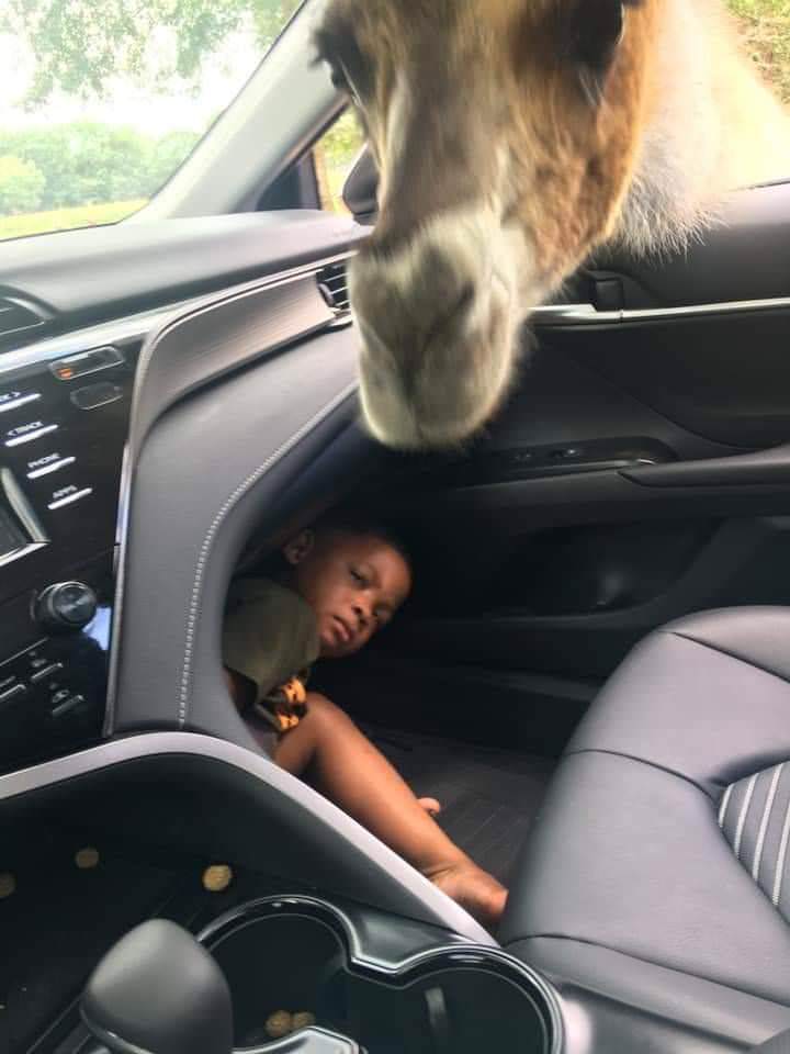 You Animal