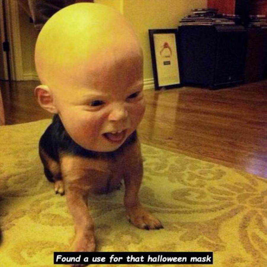 You Animal