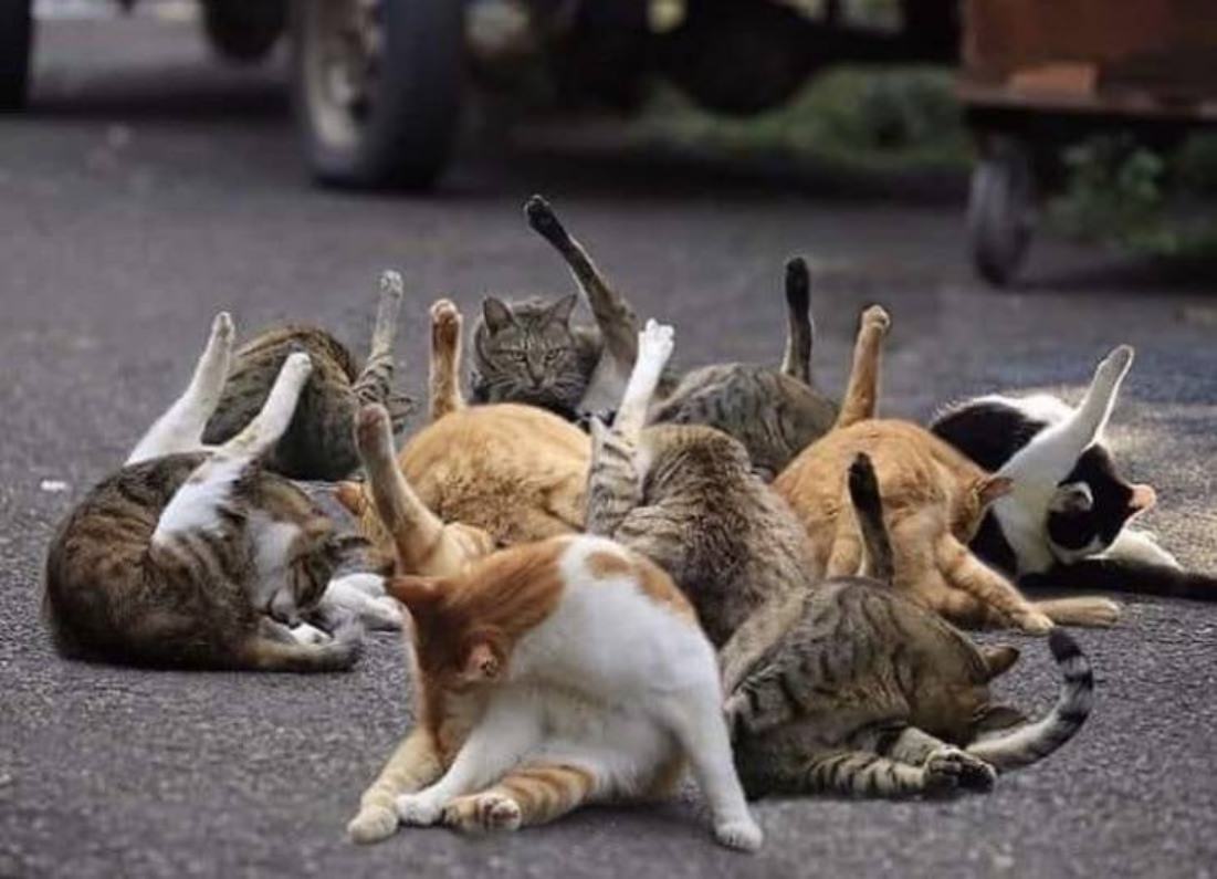 Cool Animals
