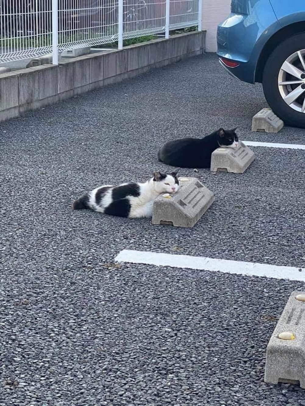 Cool Animals