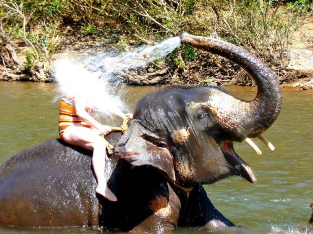 Cool Animals