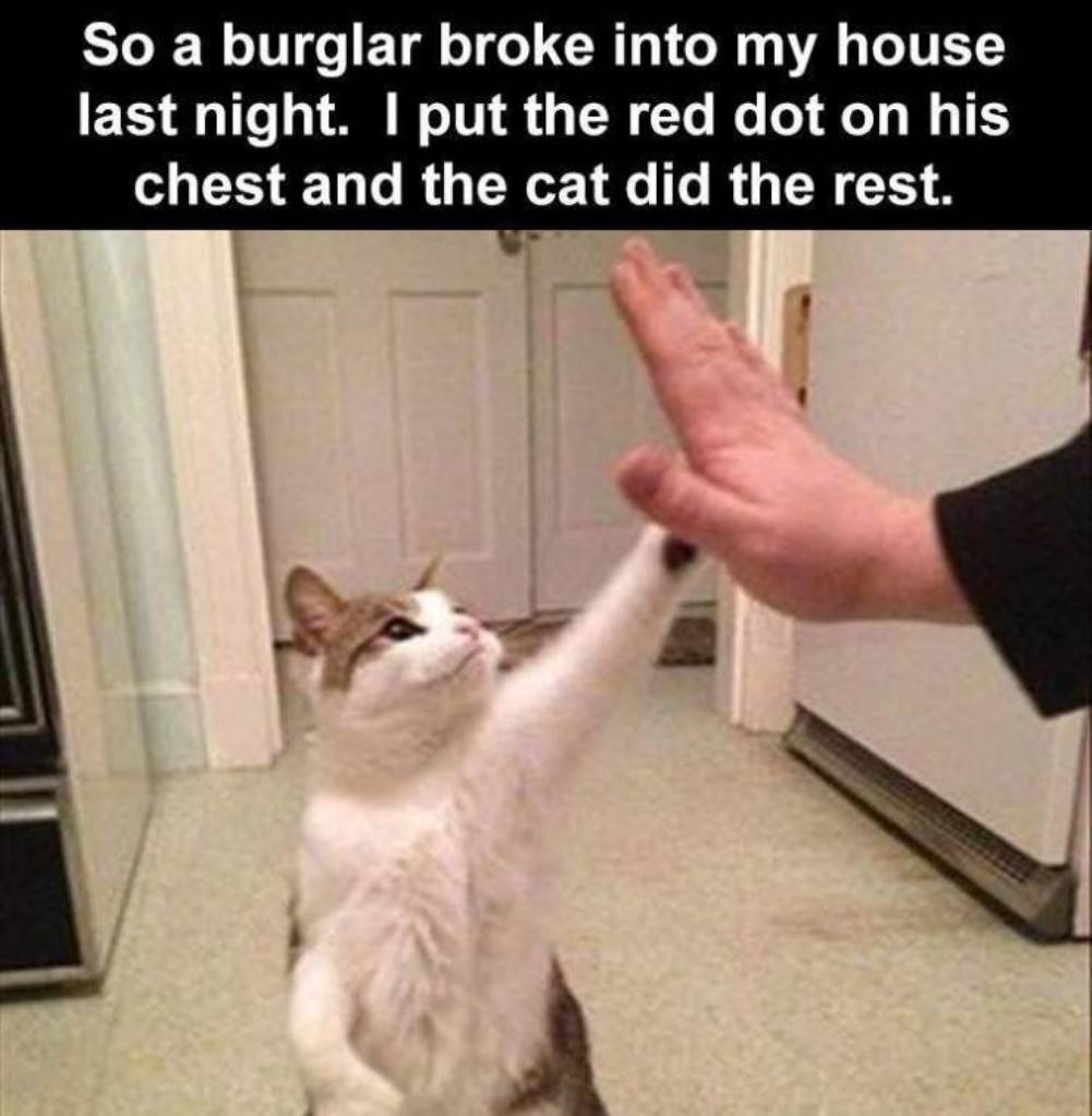 You Animal