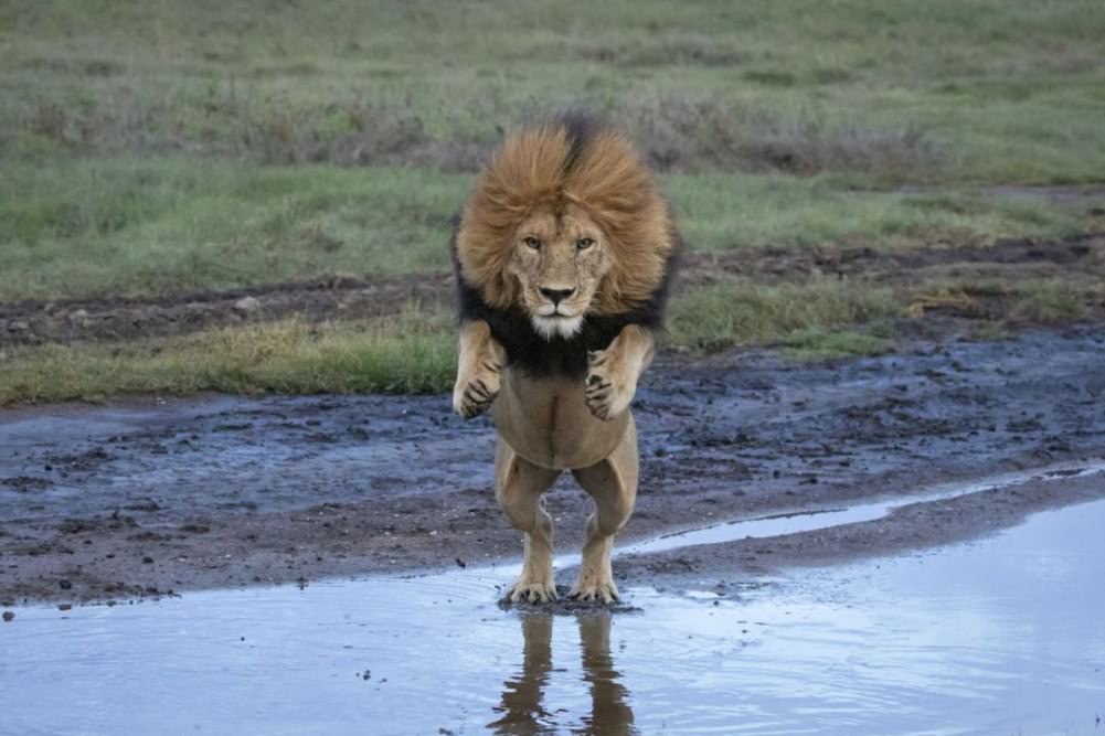 You Animal