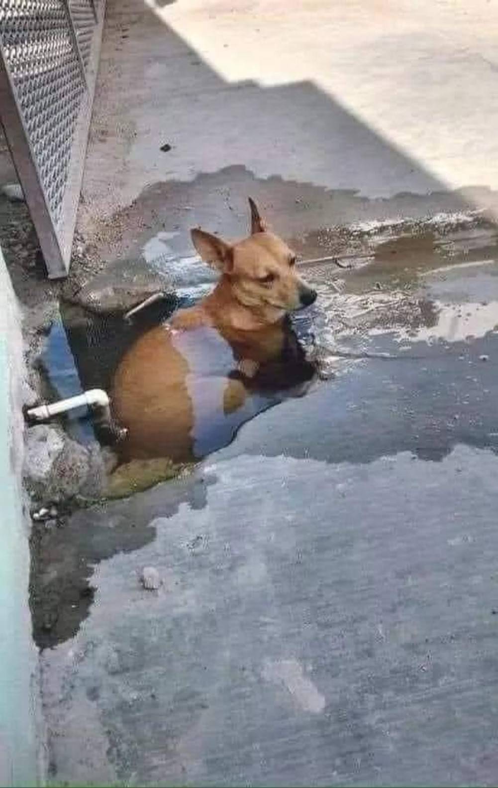 You Animal