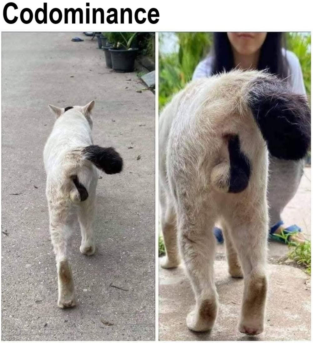 You Animal