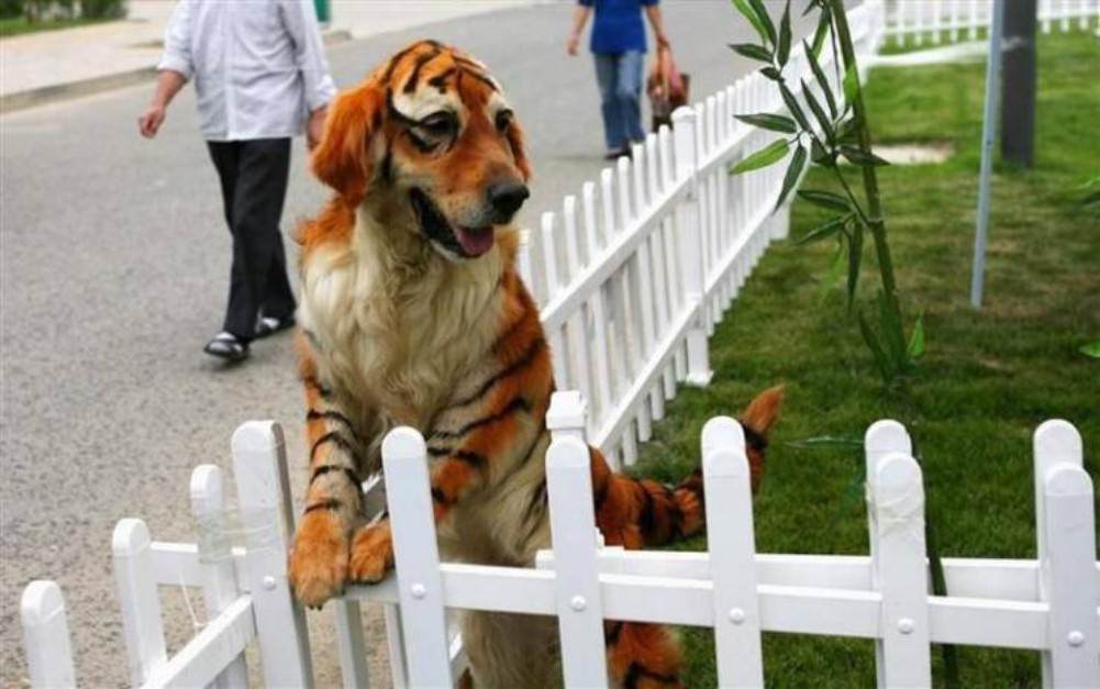 You Animal