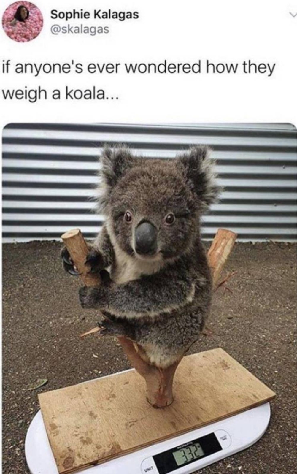 You Animal