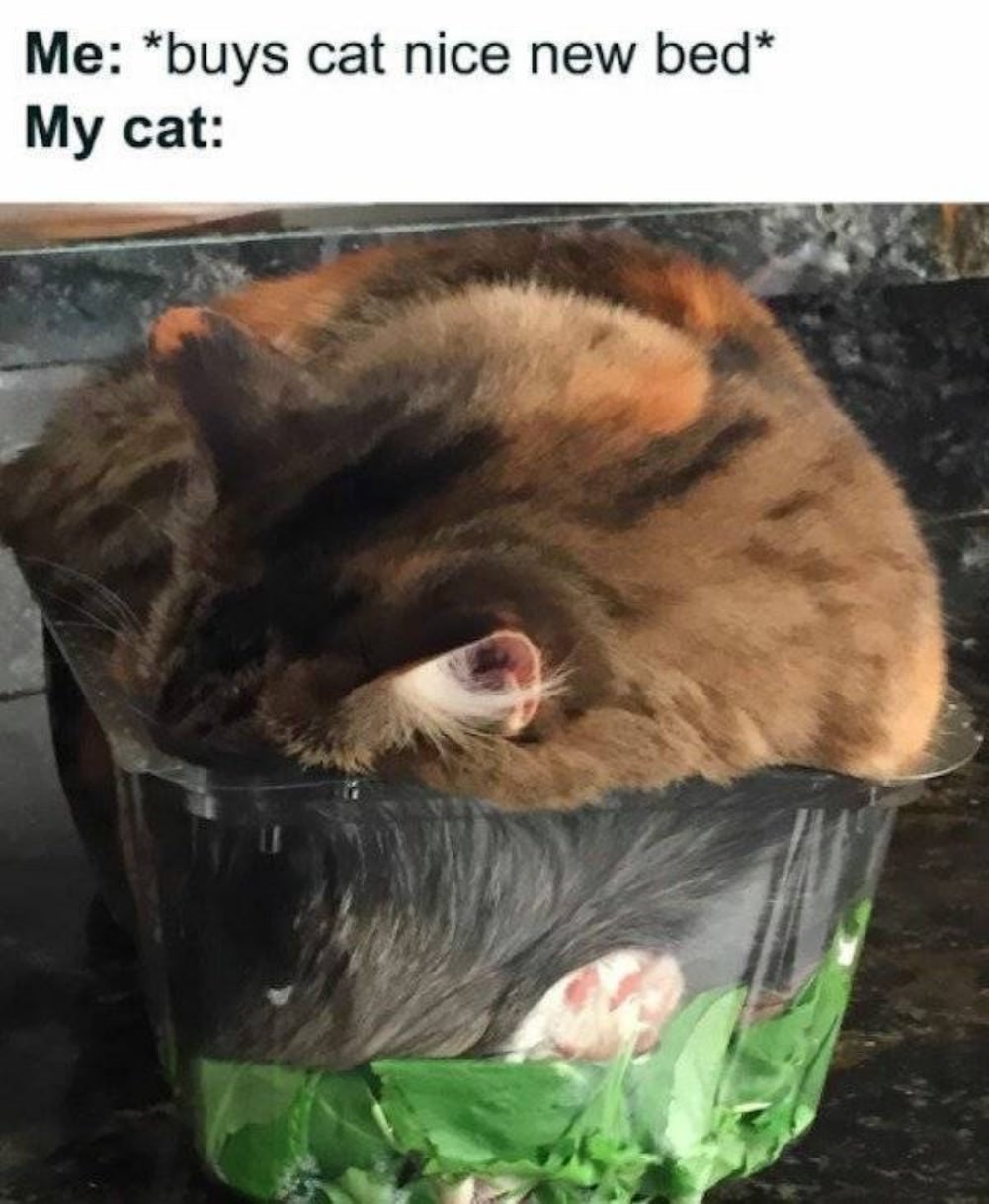 You Animal