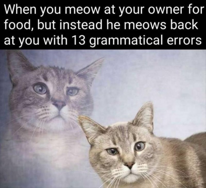 You Animal