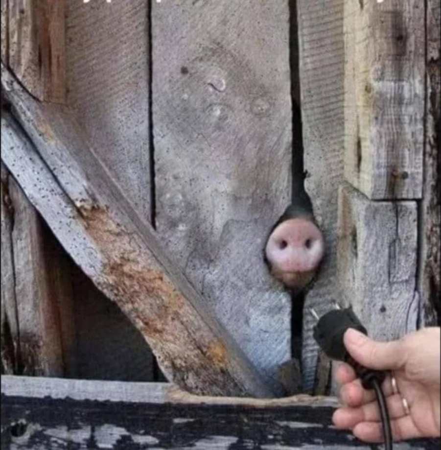 You animal