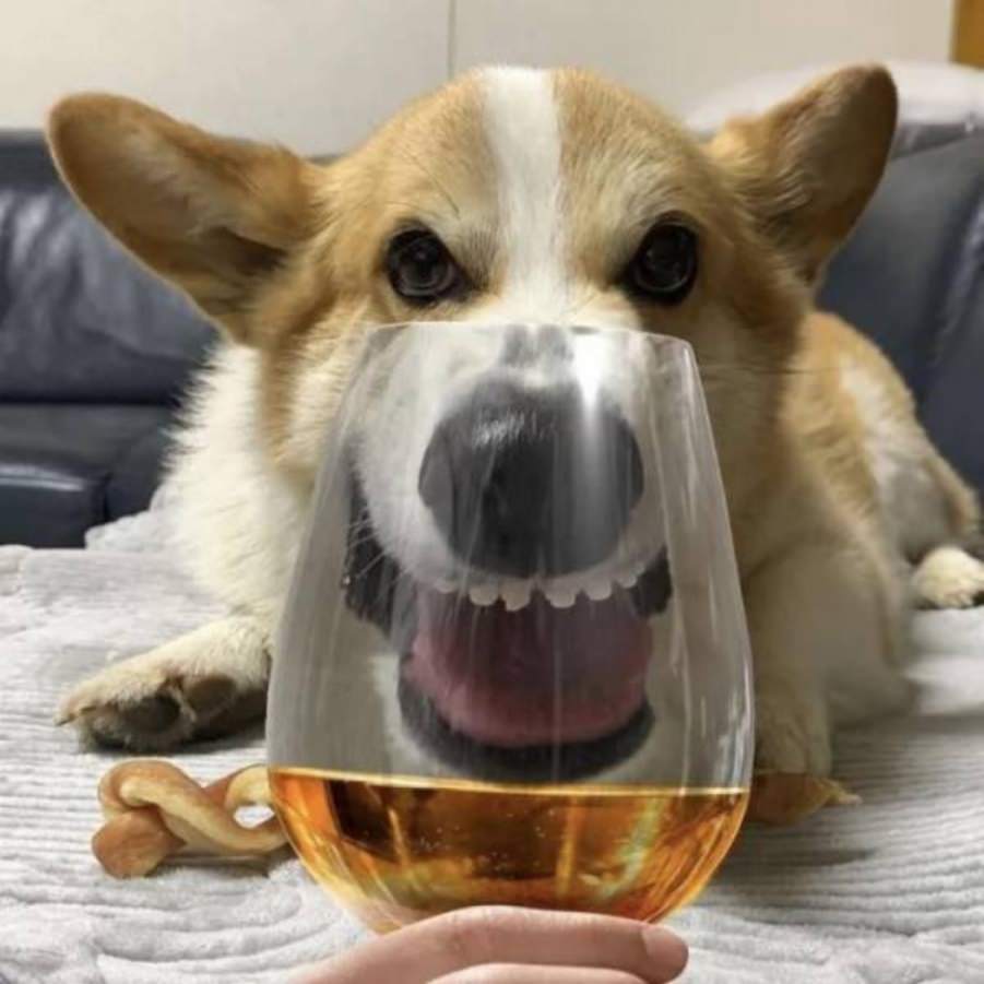 You animal