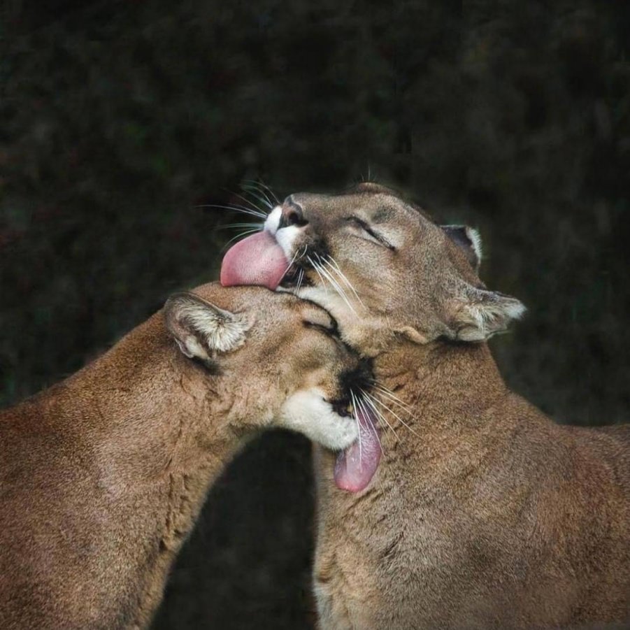 You animal