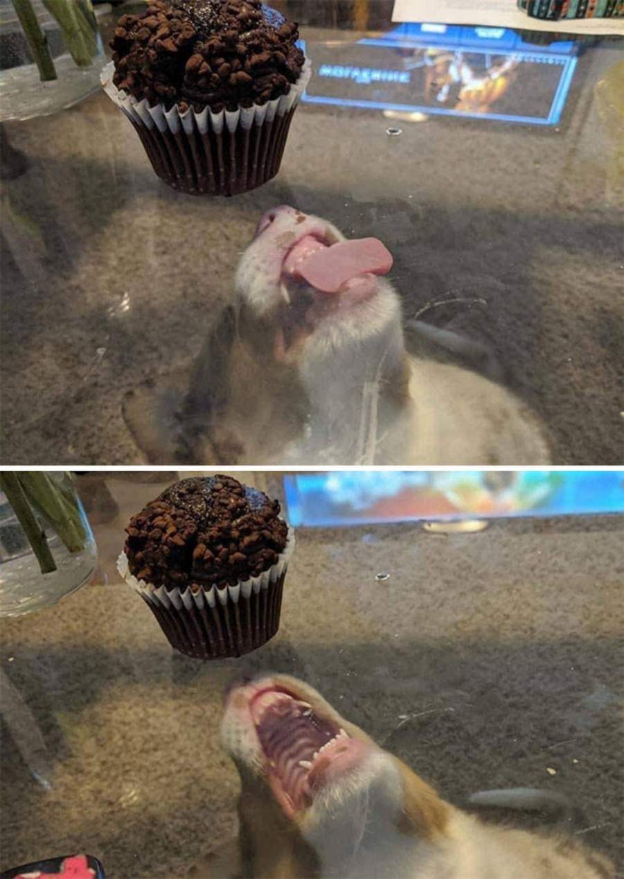 You animal