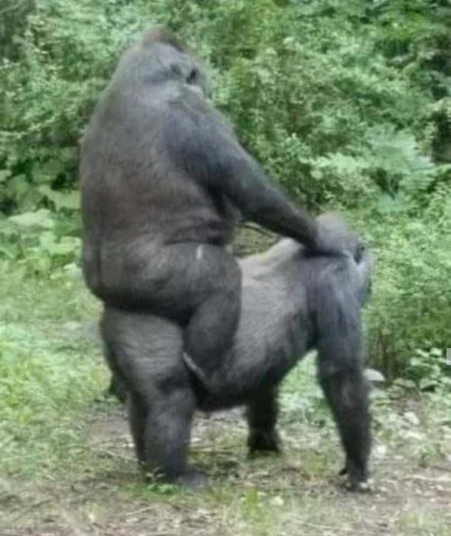 You animal