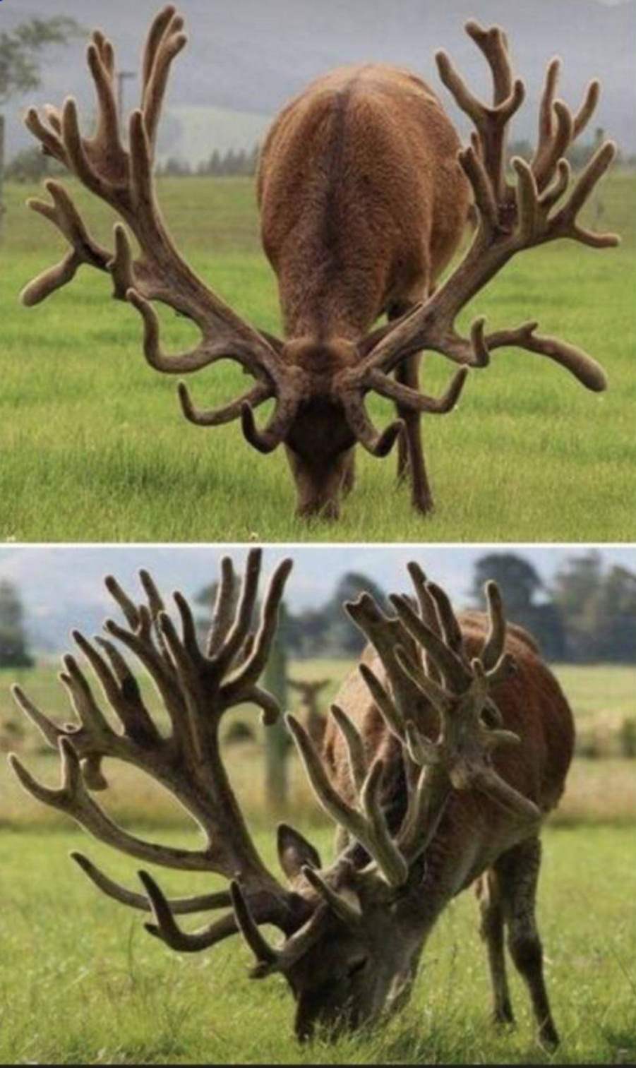 You animal