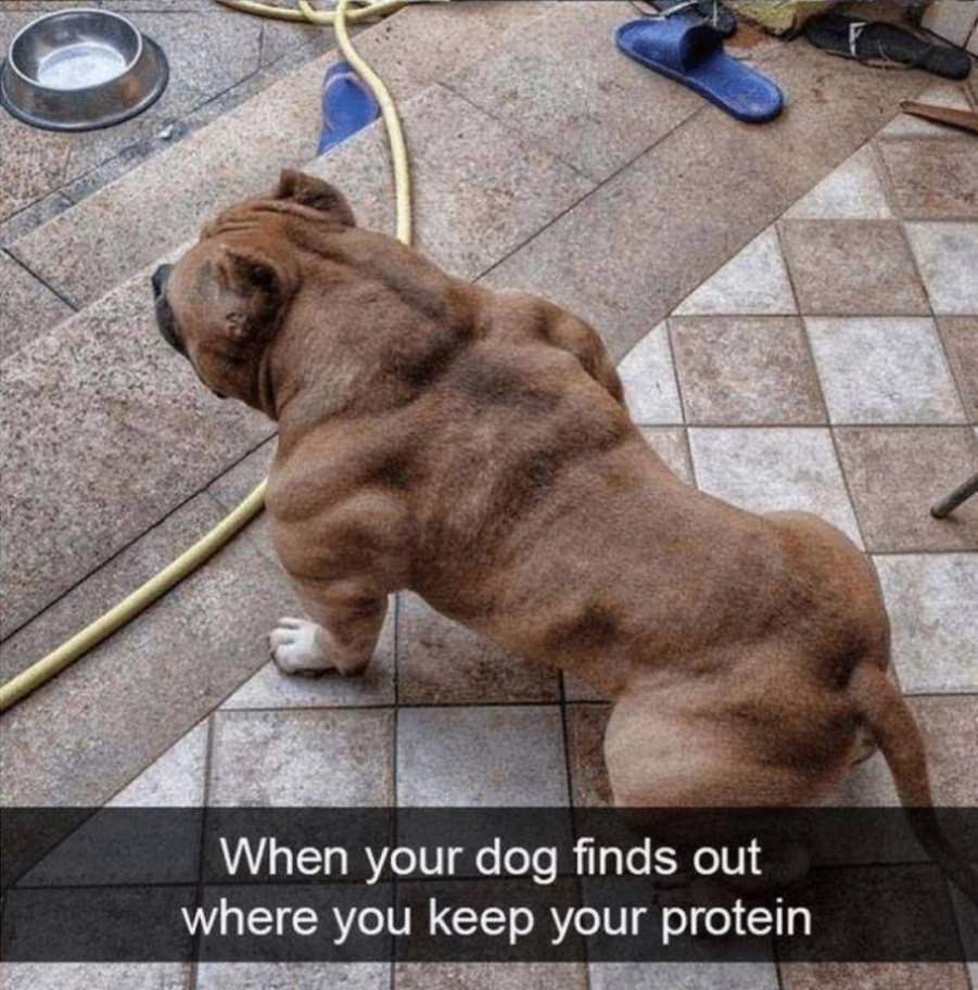 You animal