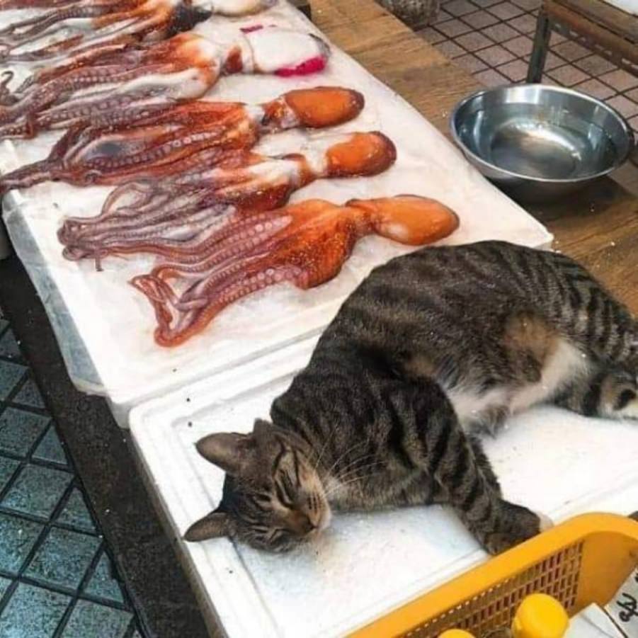 You animal