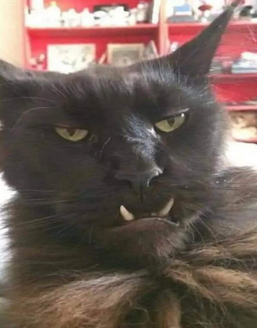 You animal