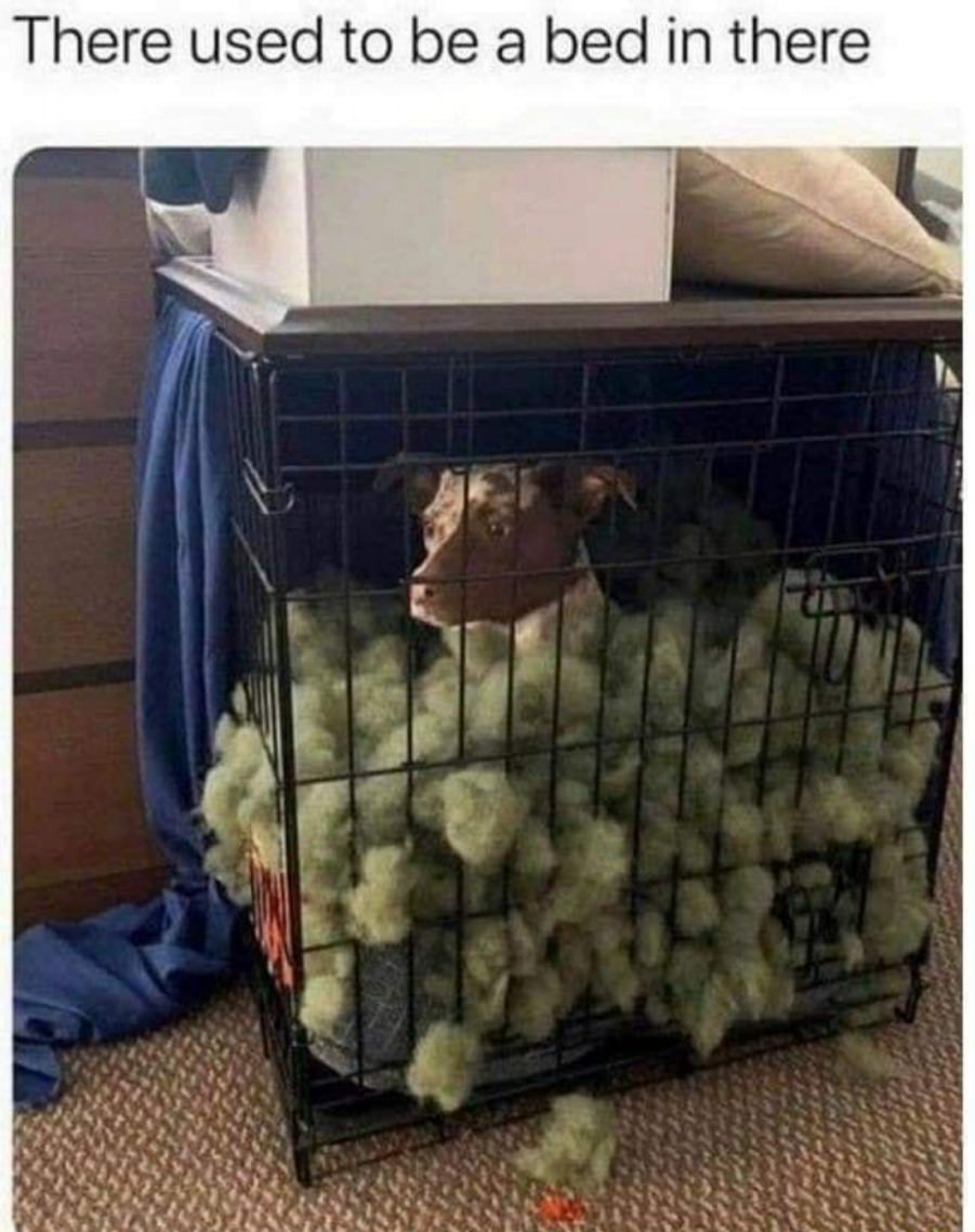 You animal