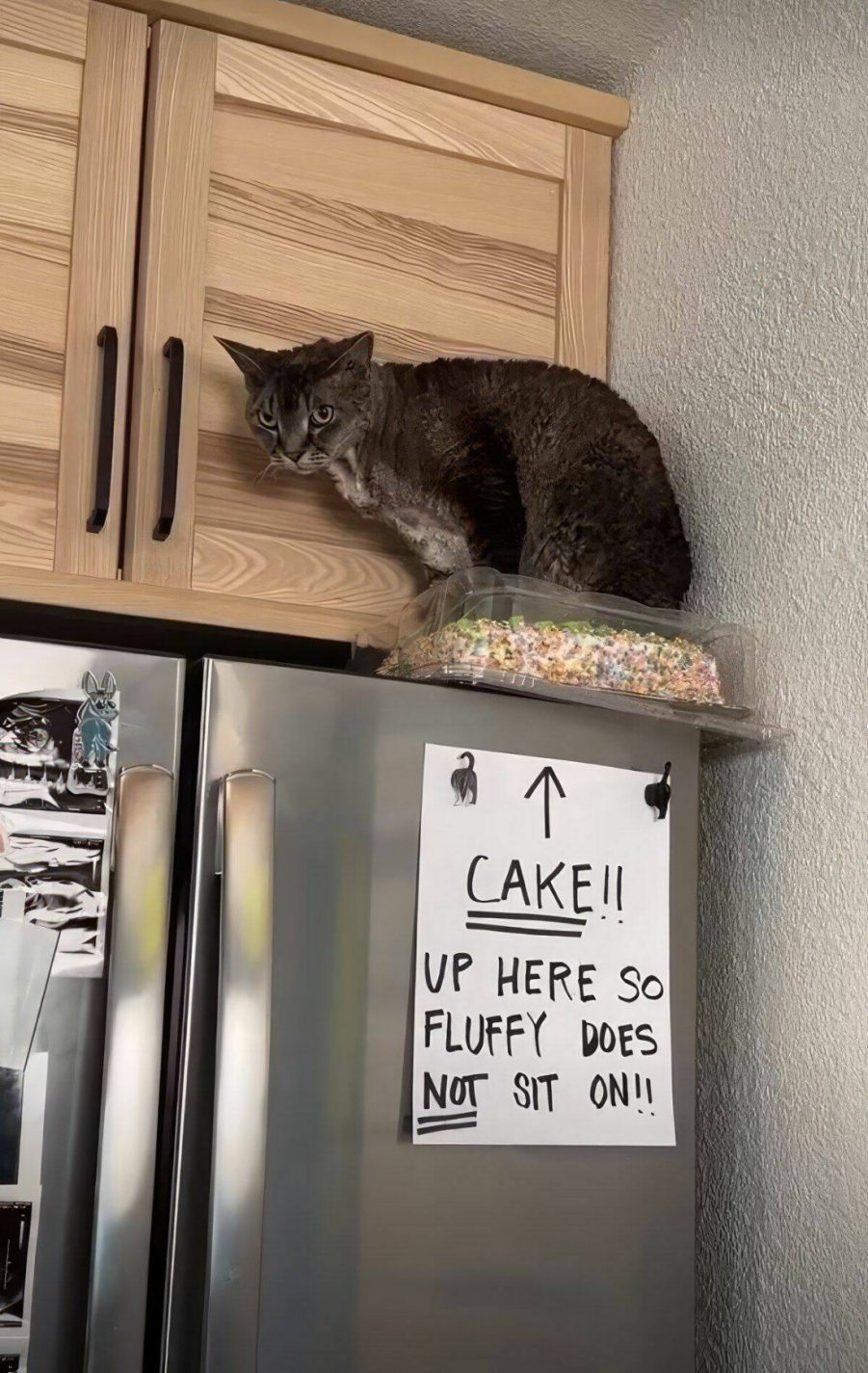 You animal