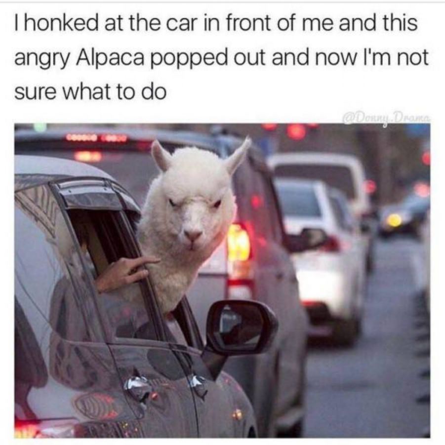 You animal
