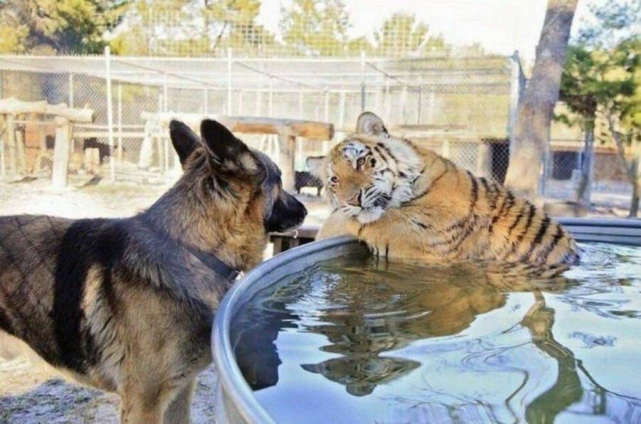 You animal