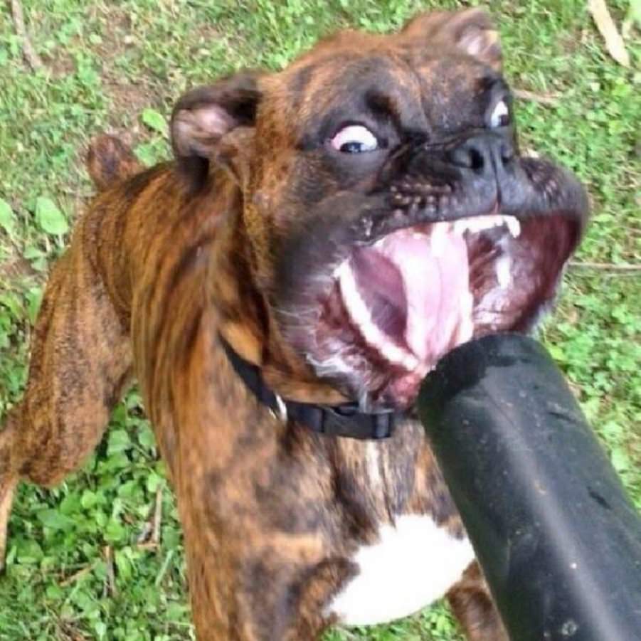 You animal