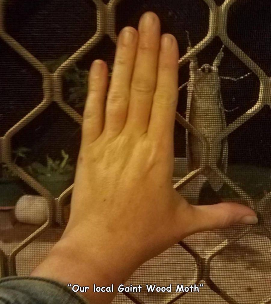 You animal