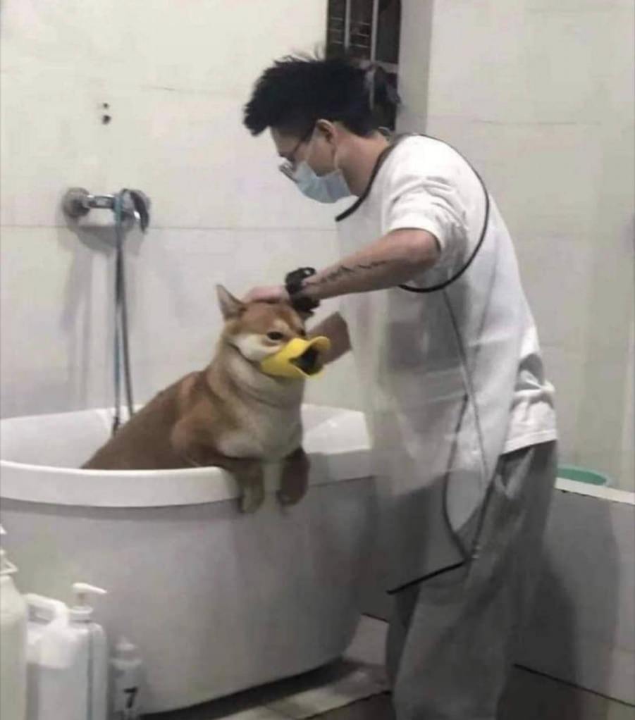 You animal