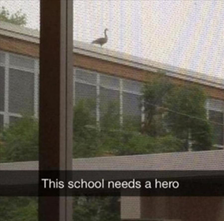 You animal
