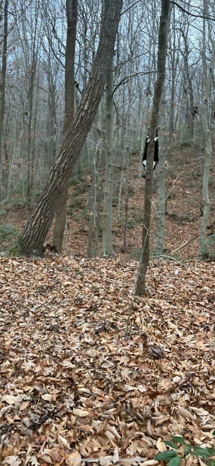 You animal