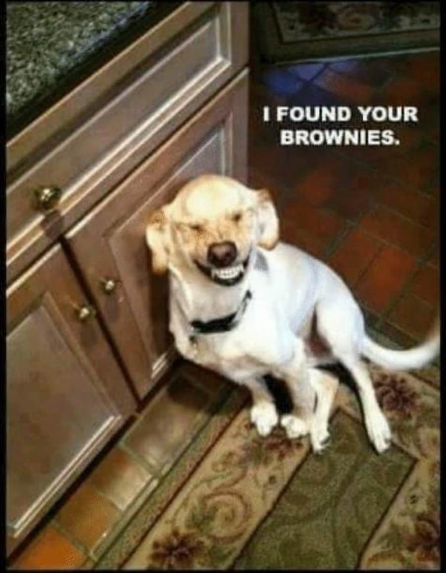 You animal