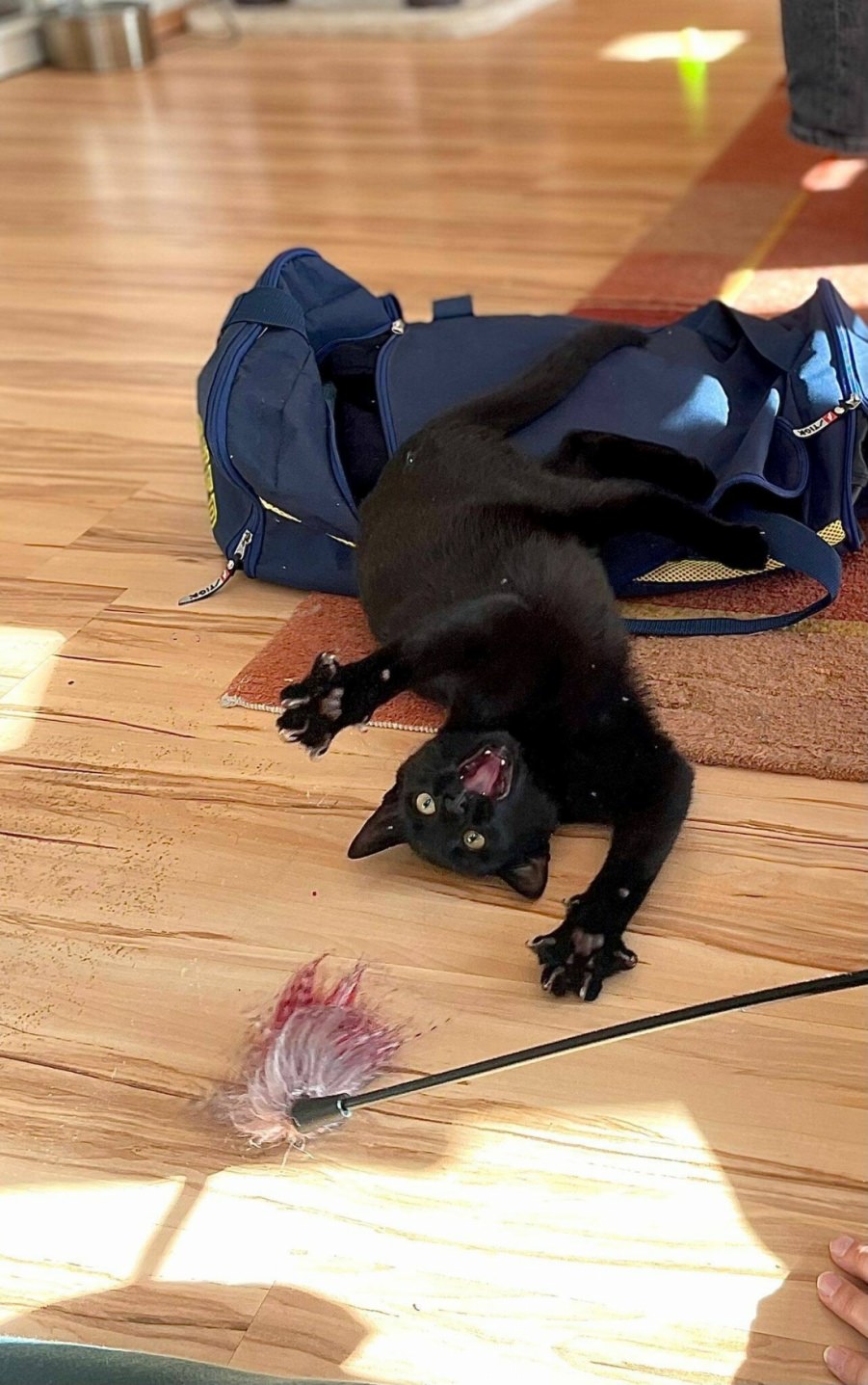 You animal
