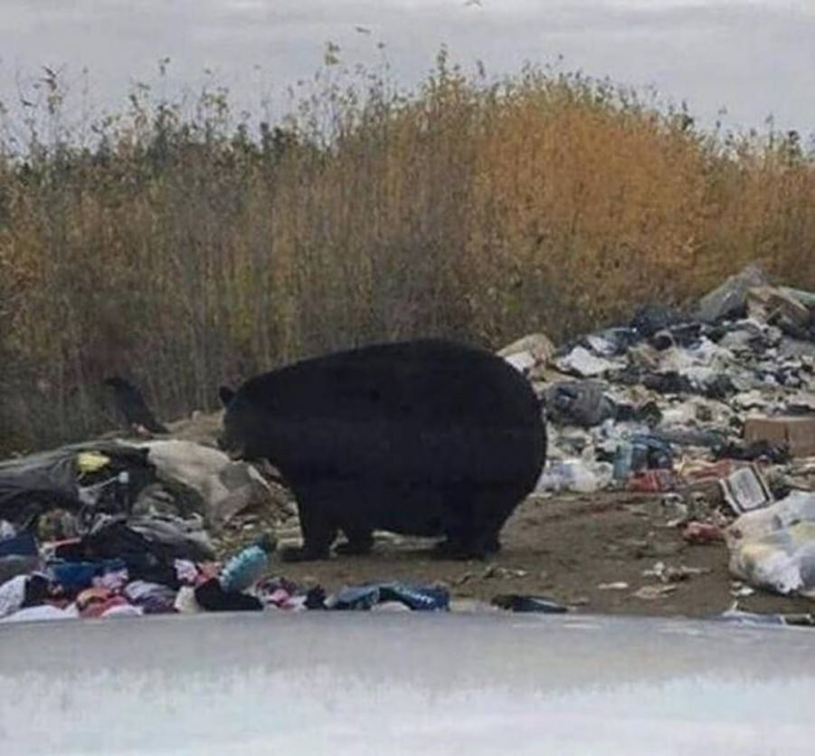 You animal