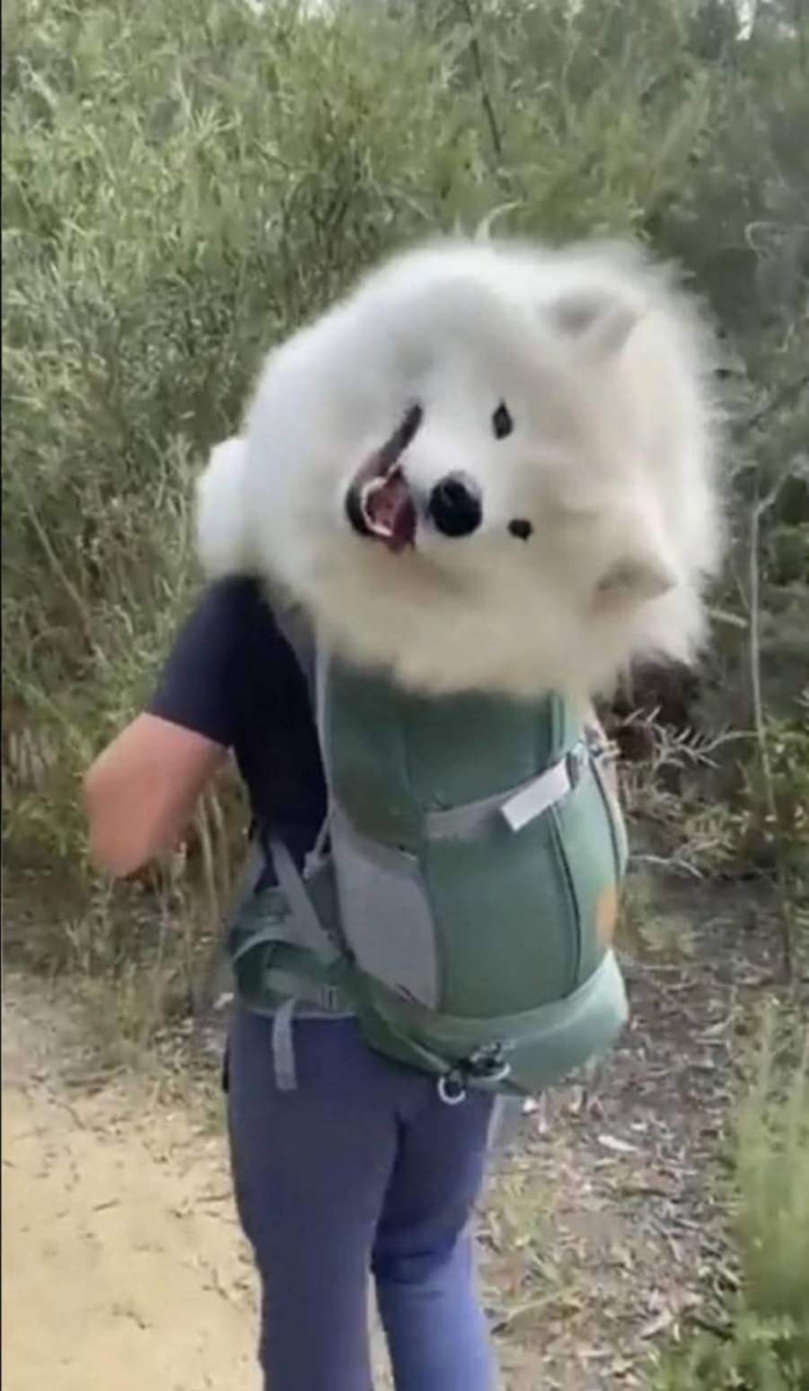 You animal
