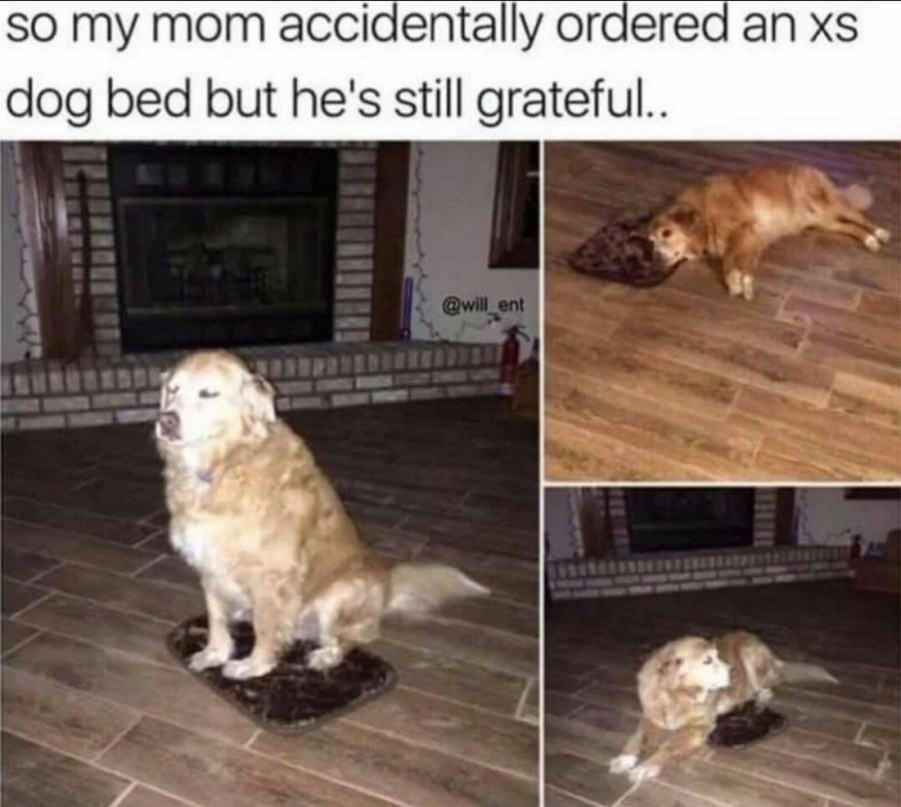 You animal