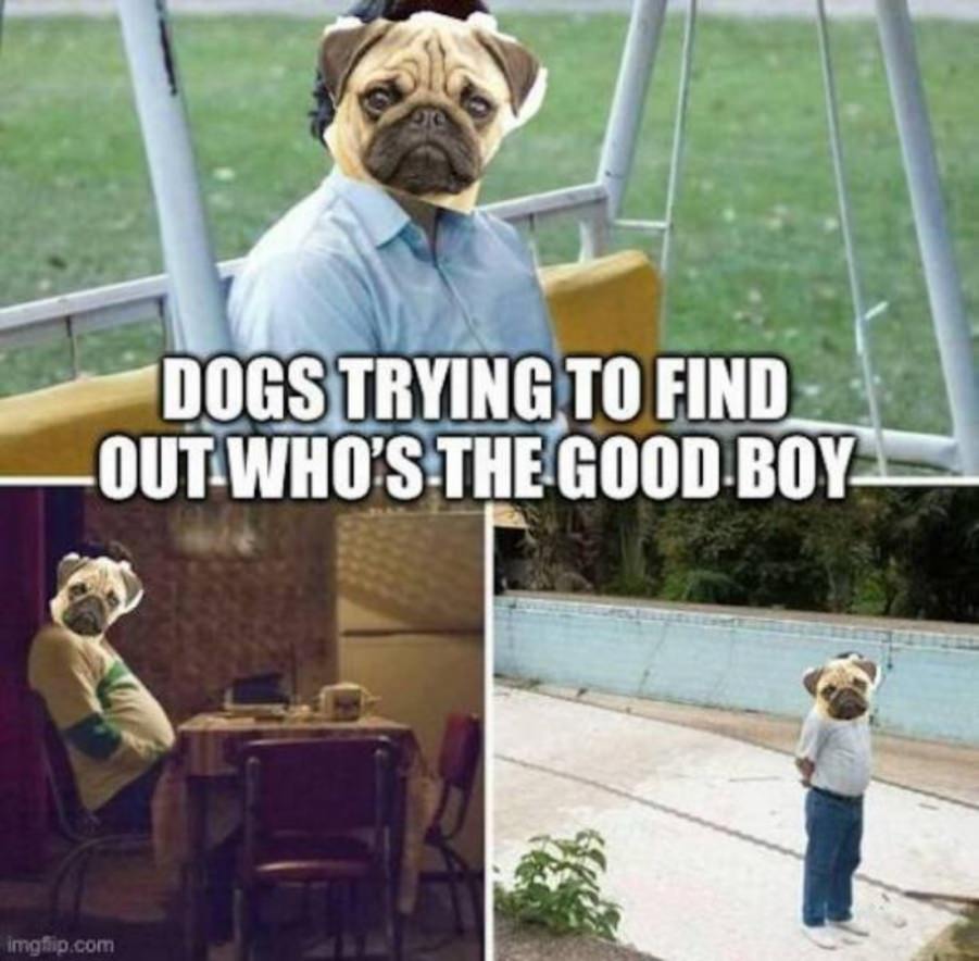 You animal
