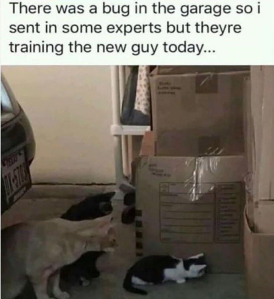 You animal