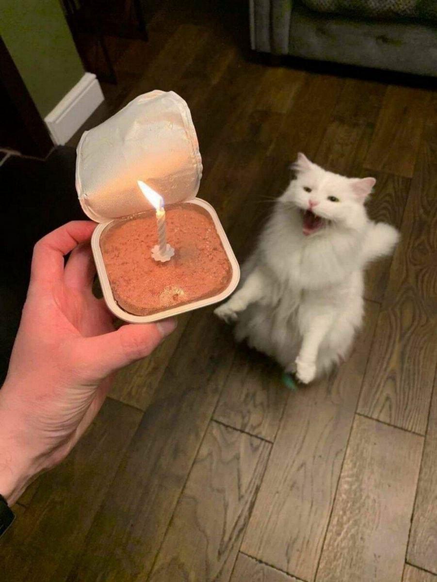 You animal