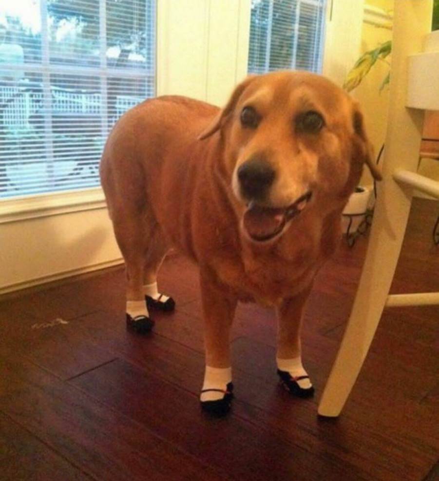 You animal