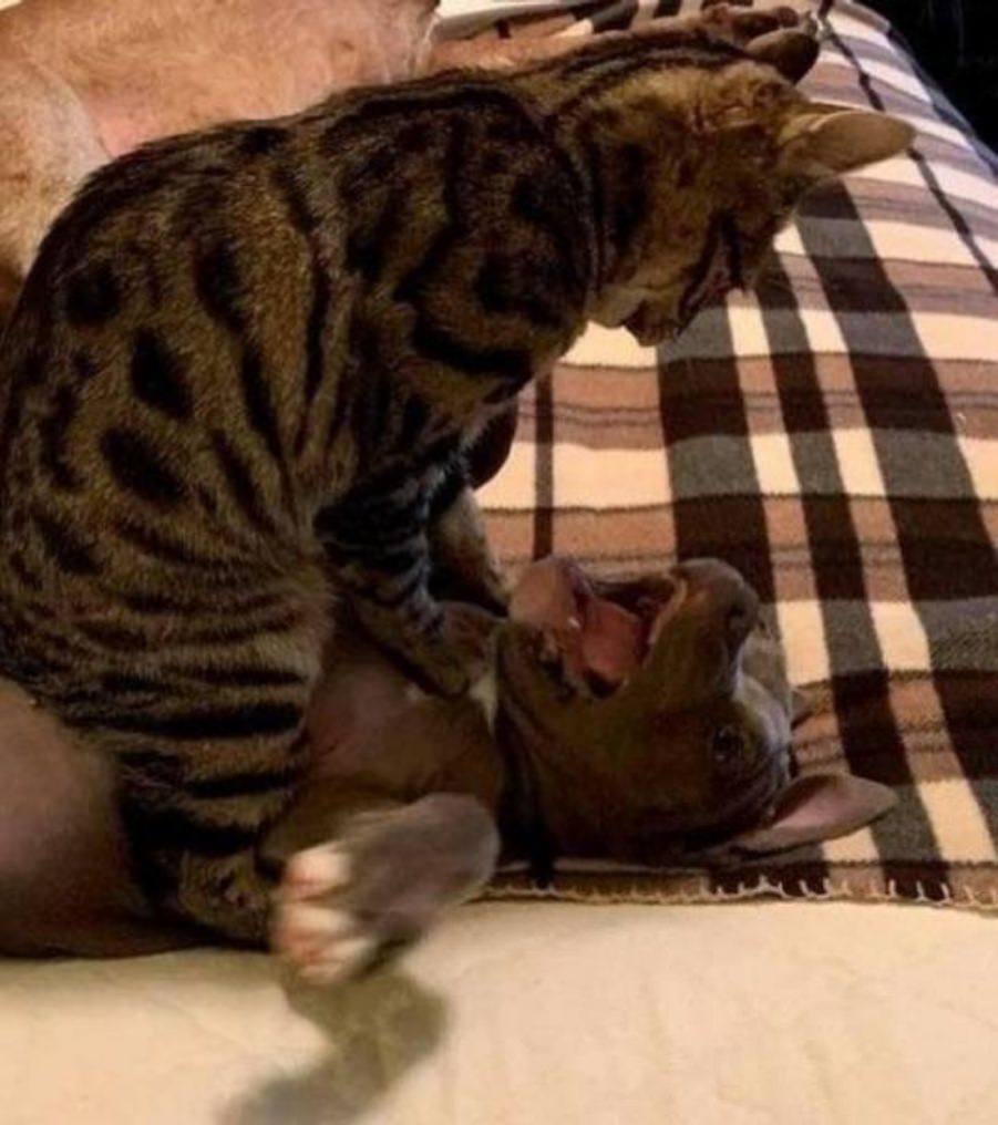 You animal