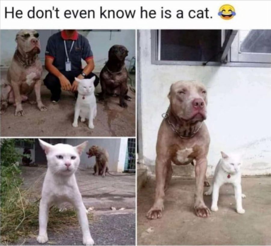 You animal