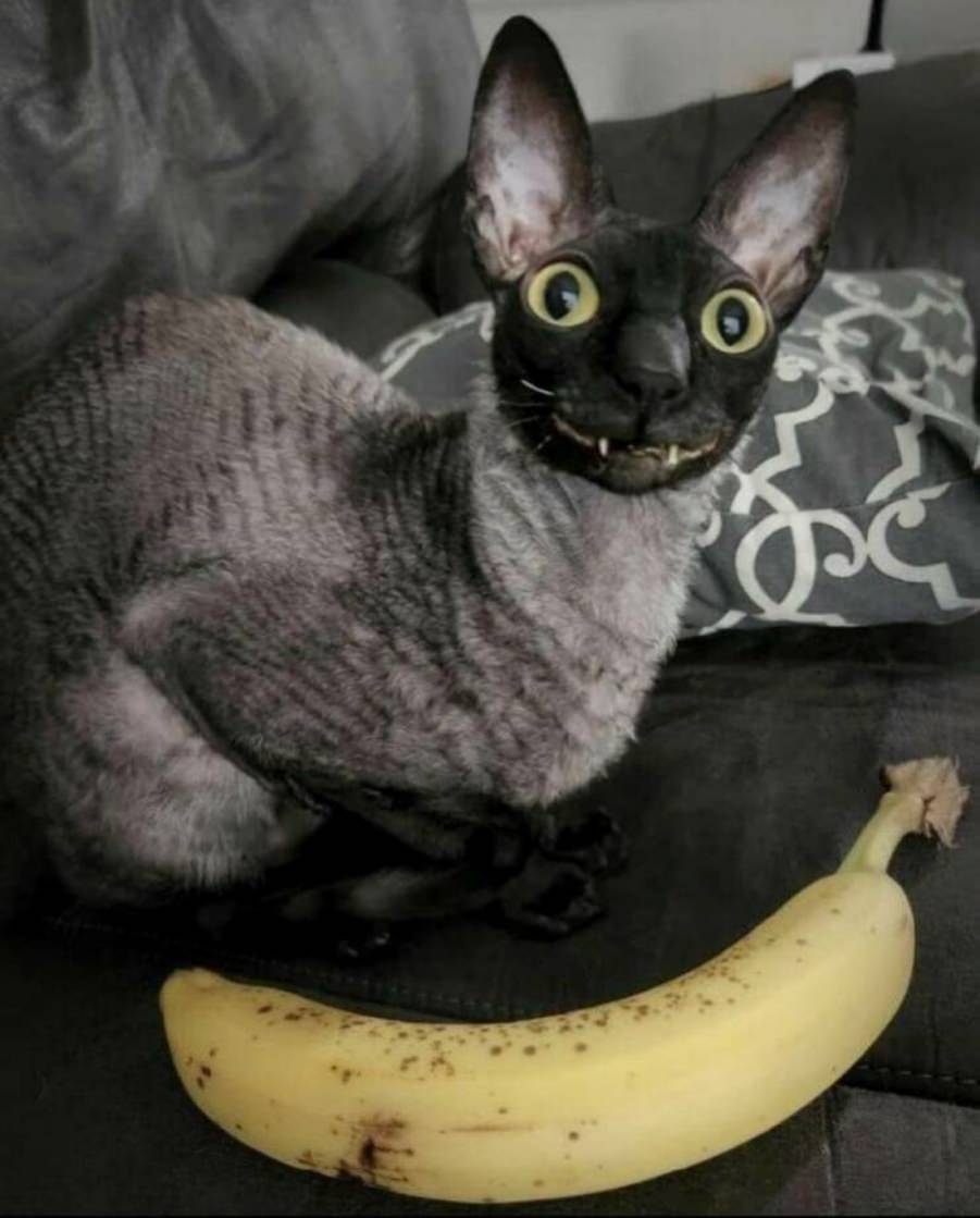 You animal