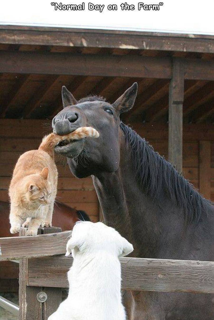 You animal
