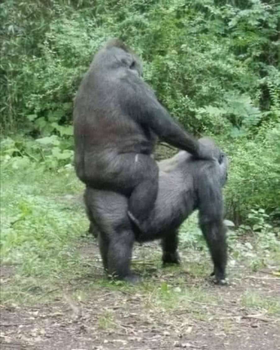 You animal