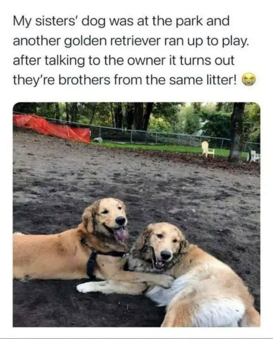 You Animal
