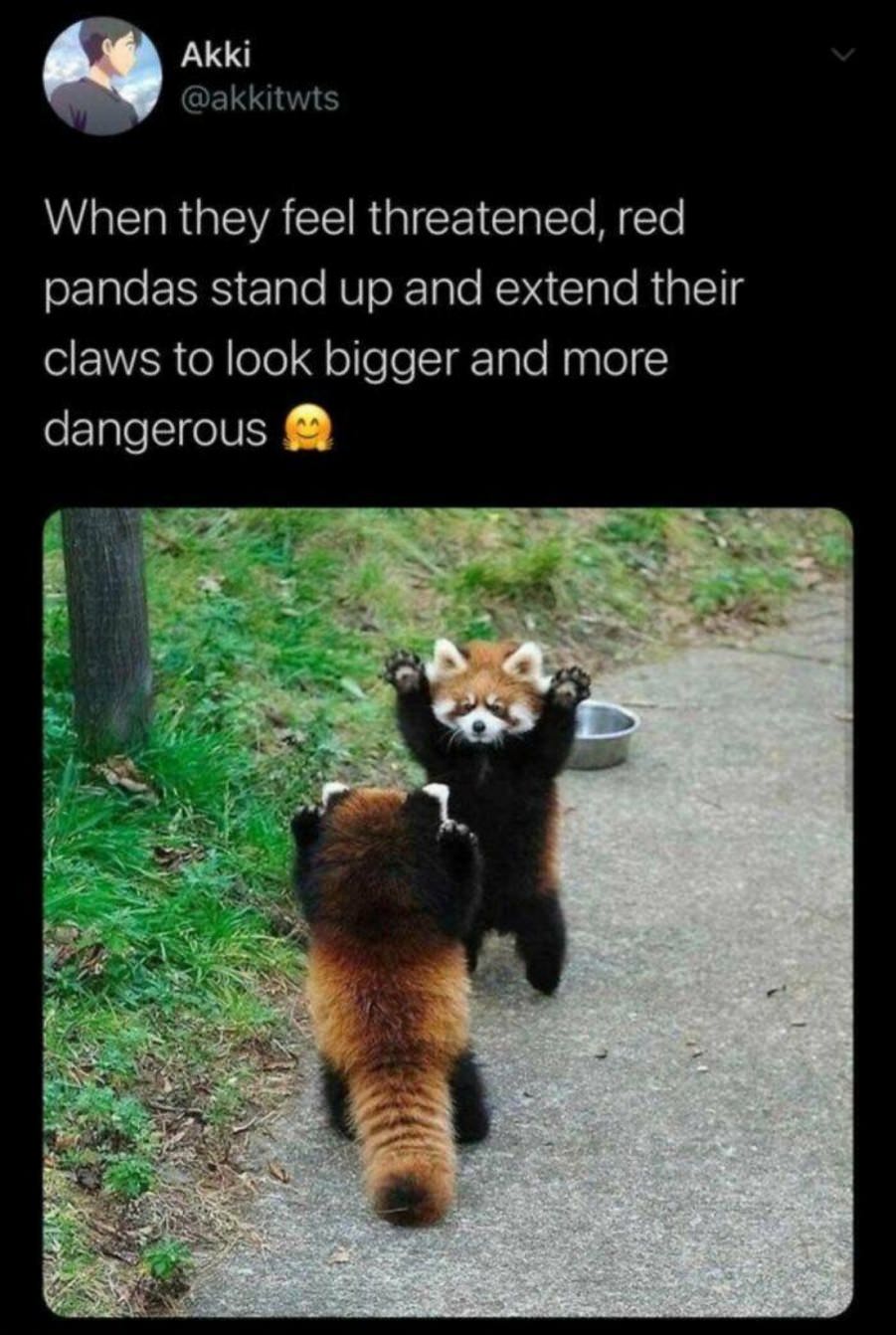You Animal