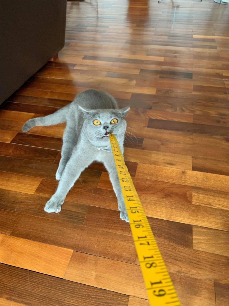 You Animal