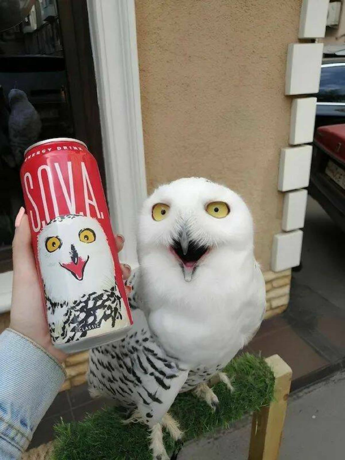 You Animal