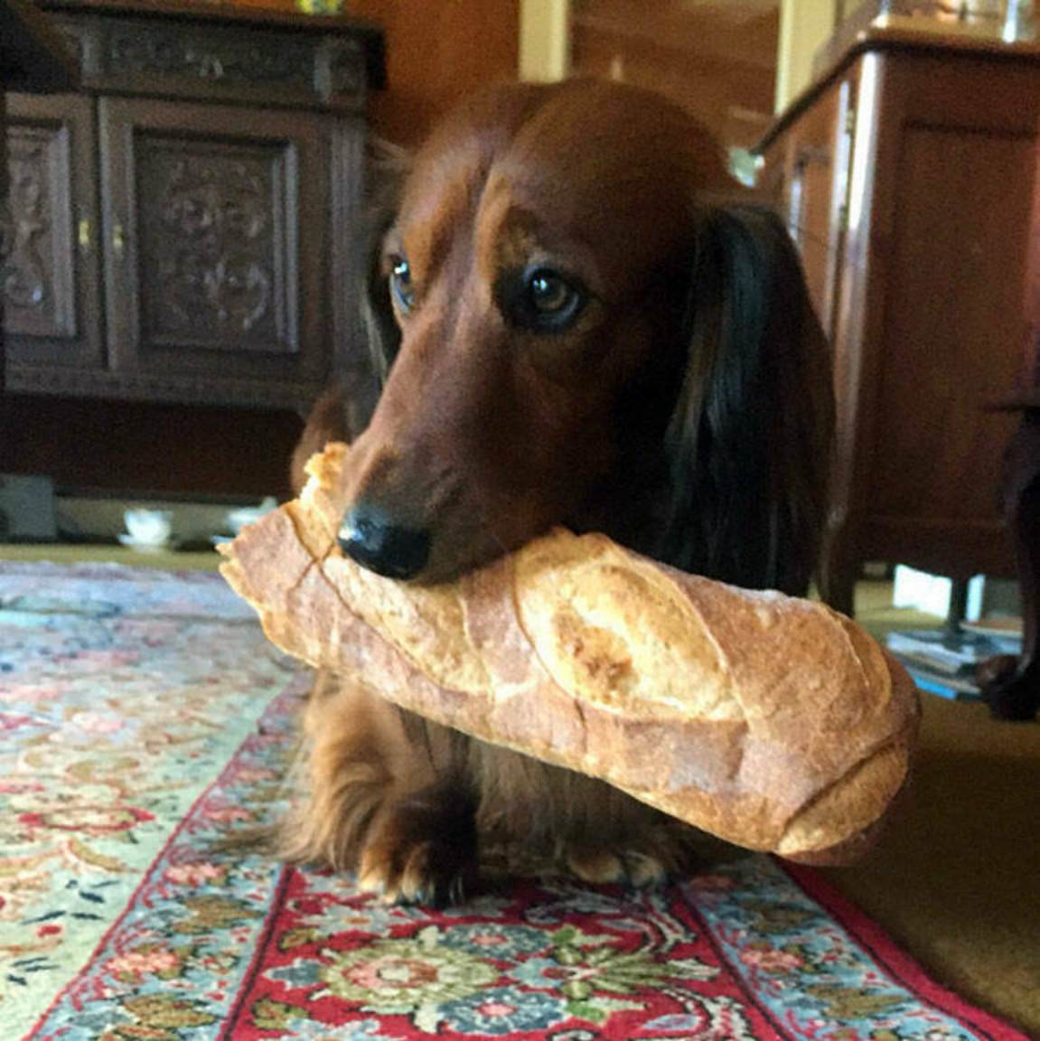 You Animal